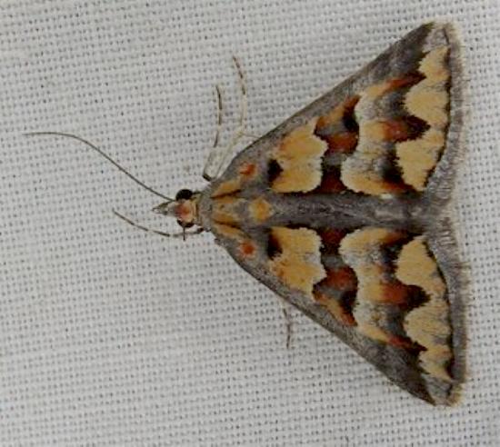 Dichromodes aesia