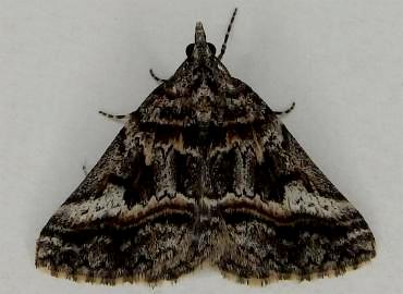 Dichromodes emplecta