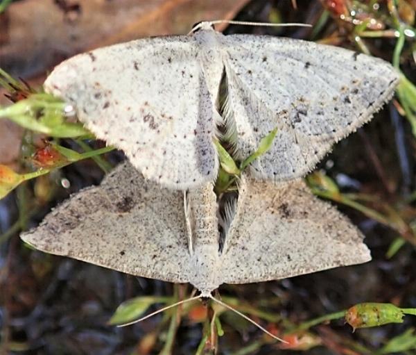 Taxeotis intextata