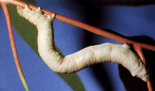 Arhodia lasiocamparia