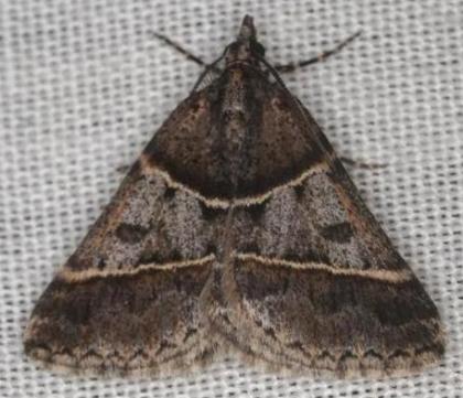 Dichromodes orthotis