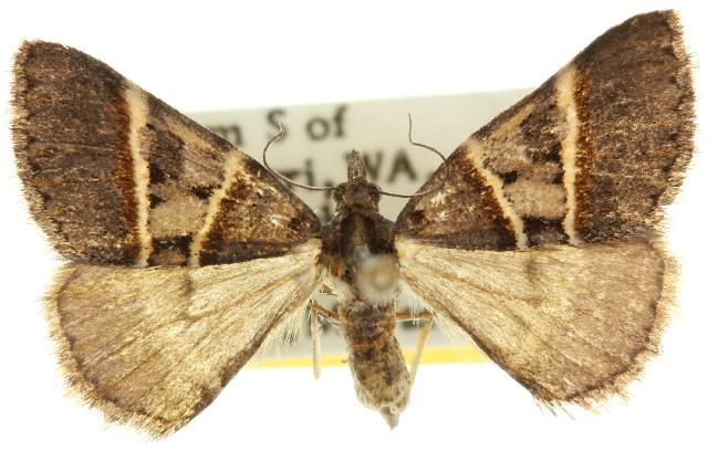Dichromodes orthotis