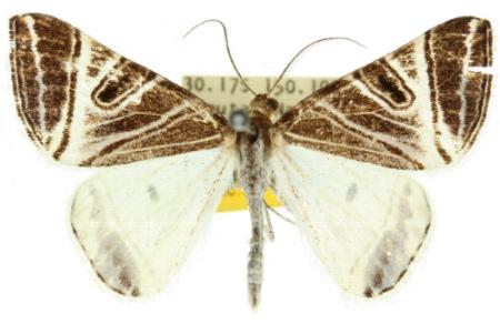 Phrataria replicataria