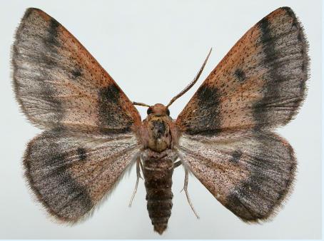 Axiagasta rhodobaphes