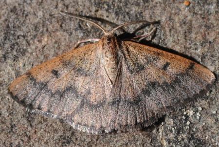 Axiagasta rhodobaphes