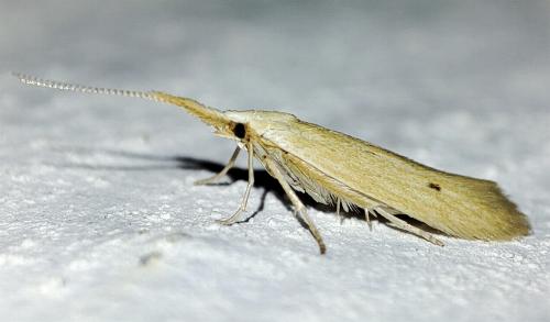 Coleophora serinipennella