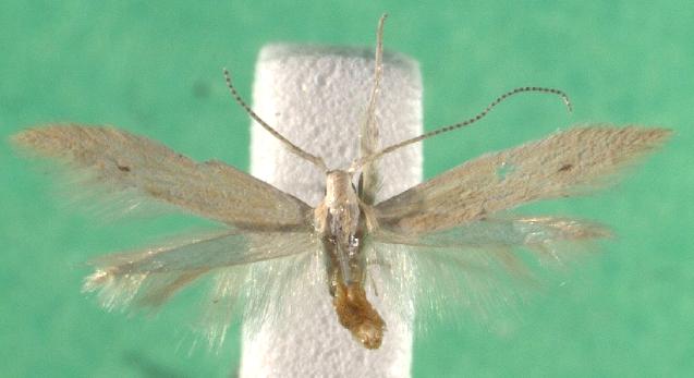 Coleophora serinipennella