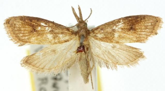 Osidryas chersodes