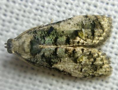 Copromorpha lichenitis
