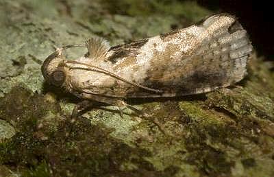 Schistocyttara nebulosa