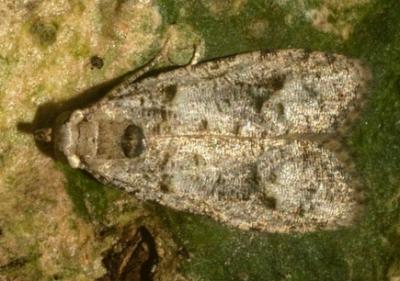 Copromorpha phaeosticta