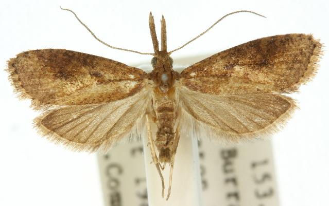 Osidryas phyllodes