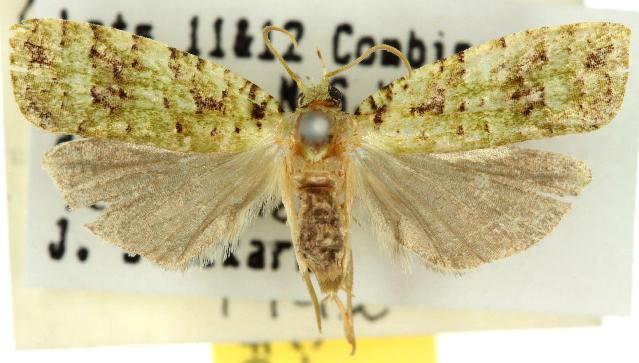 Phycomorpha prasinochroa