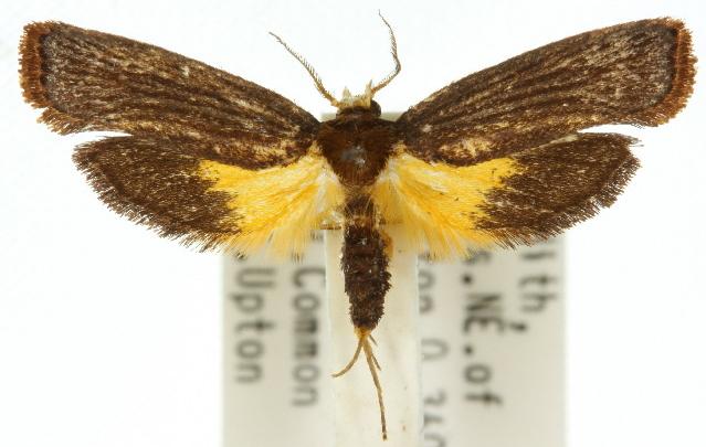 Tanymecica xanthoplaca