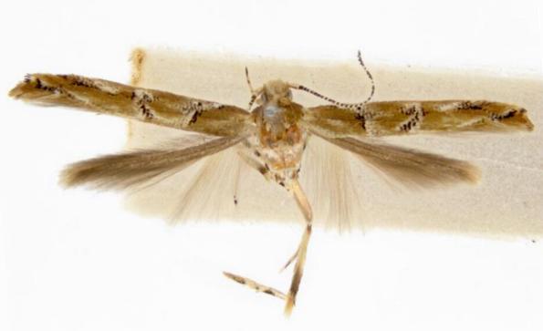 Pyroderces aellotricha