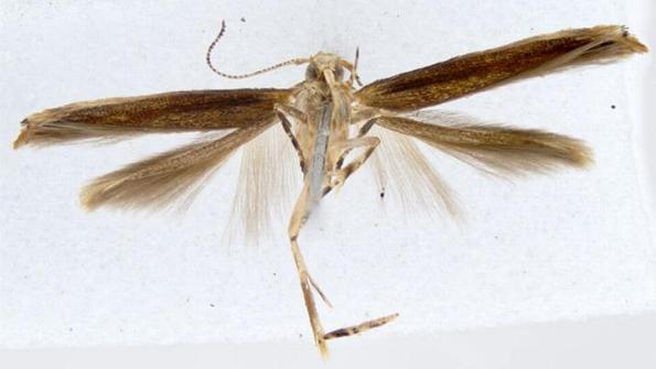 Pyroderces aellotricha