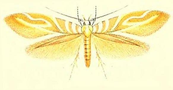 Isorrhoa aetheria