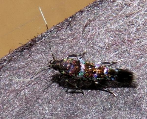 Stagmatophora argyrostrepta