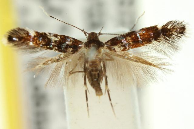 Stagmatophora argyrostrepta