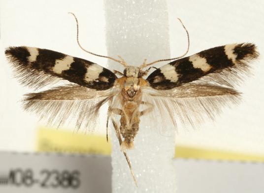 Limnaecia camptosema