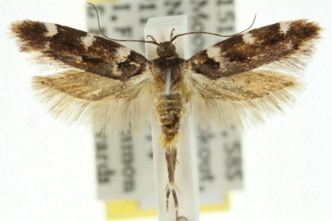 Macrobathra ceraunobola