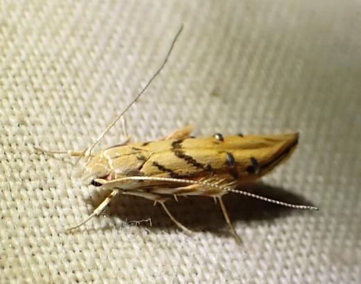 Trachydora chrysodoxa