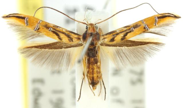 Trachydora chrysodoxa