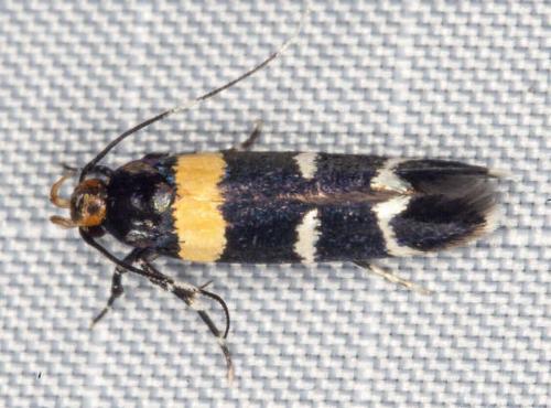 Limnaecia cirrhozona
