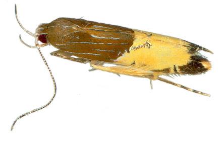 Labdia deliciosella