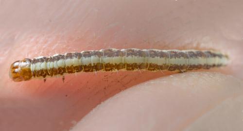 Macrobathra desmotoma