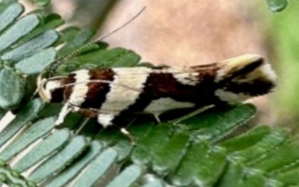 Macrobathra desmotoma