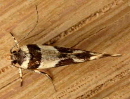 Macrobathra desmotoma