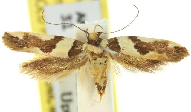 Macrobathra desmotoma
