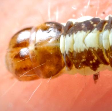 Macrobathra desmotoma