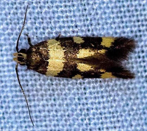Macrobathra euspila