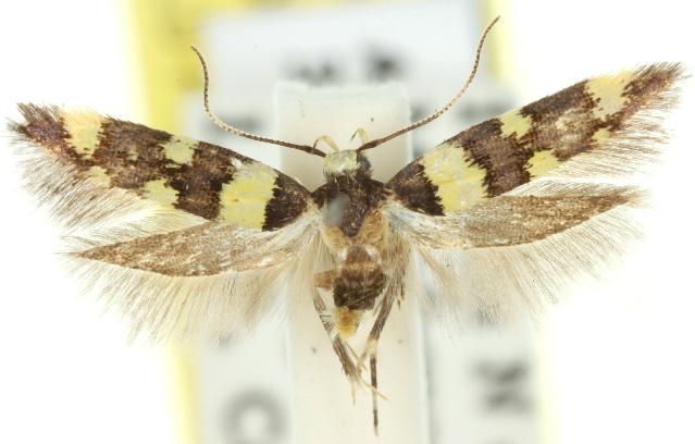 Macrobathra euspila