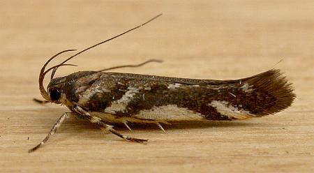 Macrobathra heminephela