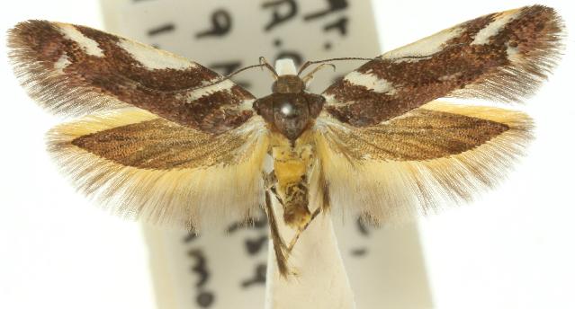 Macrobathra heminephela