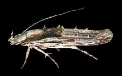 Leptozestis species