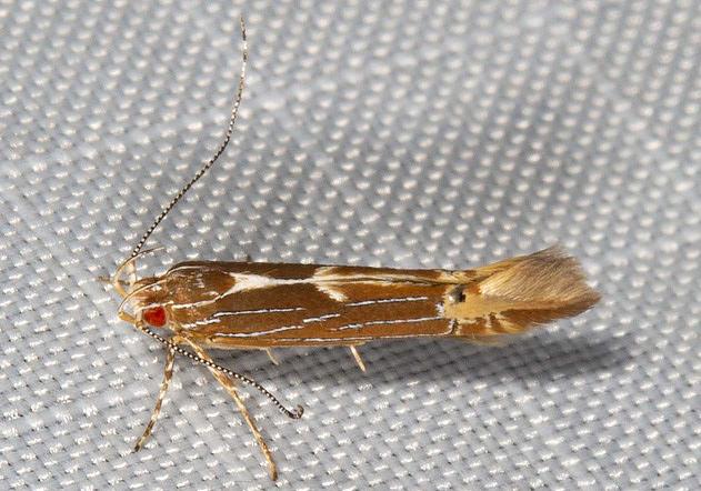 Labdia leucombra