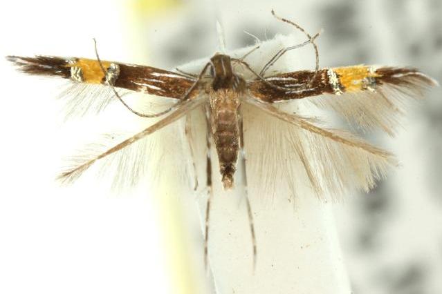 Cosmopterix macrula