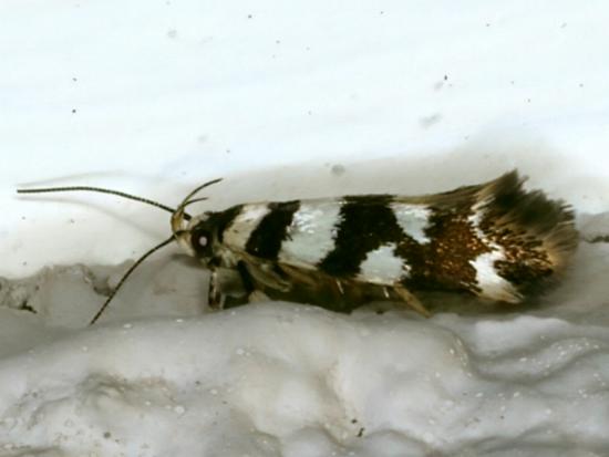 Macrobathra melanomitra