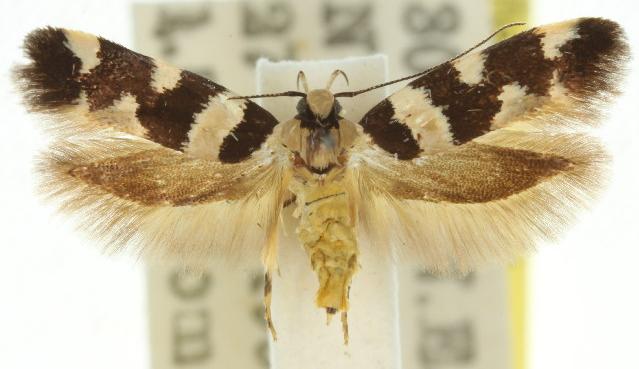 Macrobathra melanomitra