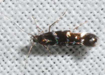 Mimodoxa metallica