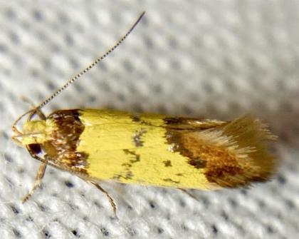 Morphotica mirifica