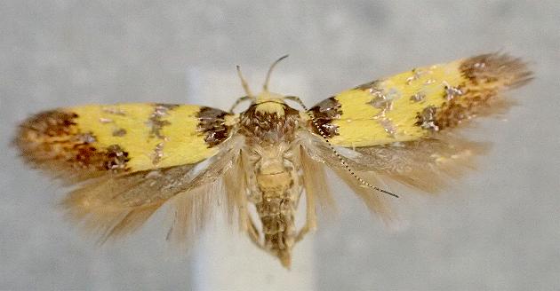 Morphotica mirifica