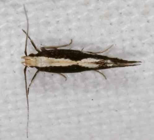 Labdia oxysema
