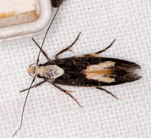 Trachydora pygaea