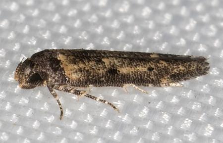 Gisilia thoracista