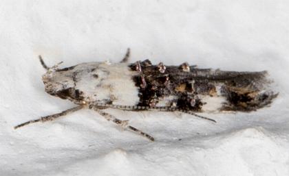 Leptozestis toreutica